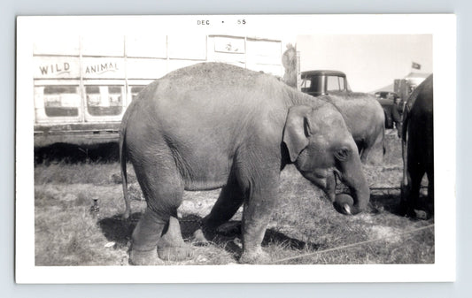 Kelly Miller Circus baby elephant Winnsboro Texas 1955 circus lot photograph