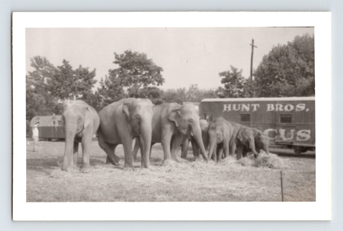 Hunt Brothers Circus 1953 elephant herd bulls train car vintage circus photo