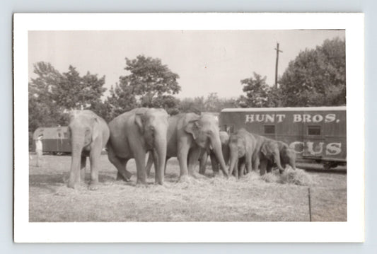Hunt Brothers Circus 1953 elephant herd bulls train car vintage circus photo