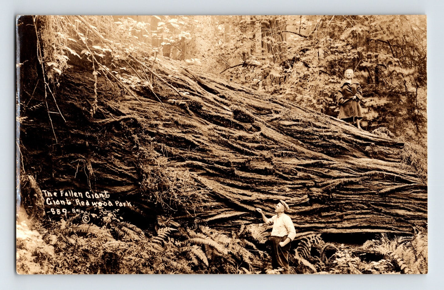1930s real photo postcard showing the Fallen Giant redwood tree along the Redwood Highway in California, with two people posed on the massive fallen trunk for scale.