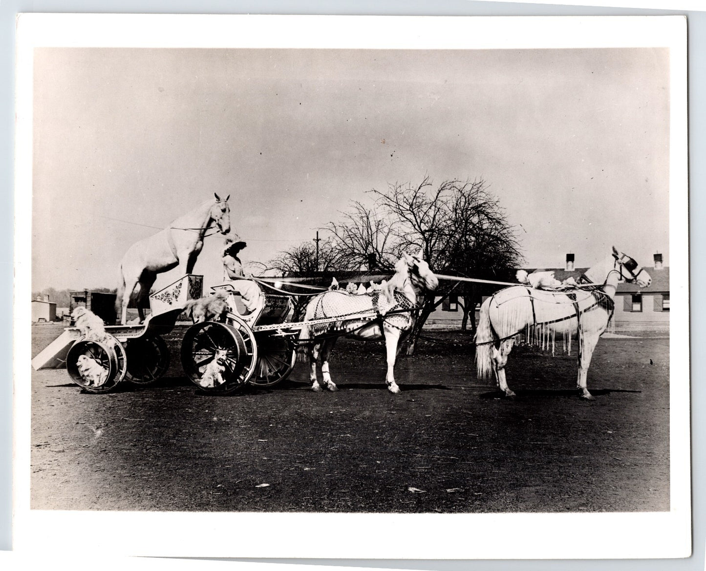 Herbert Walters Circus 1940s Photo Horse Beauty Cart 8 x 10