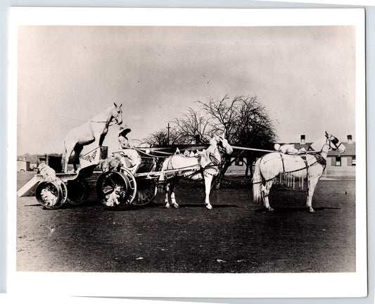 Herbert Walters Circus 1940s Photo Horse Beauty Cart 8 x 10