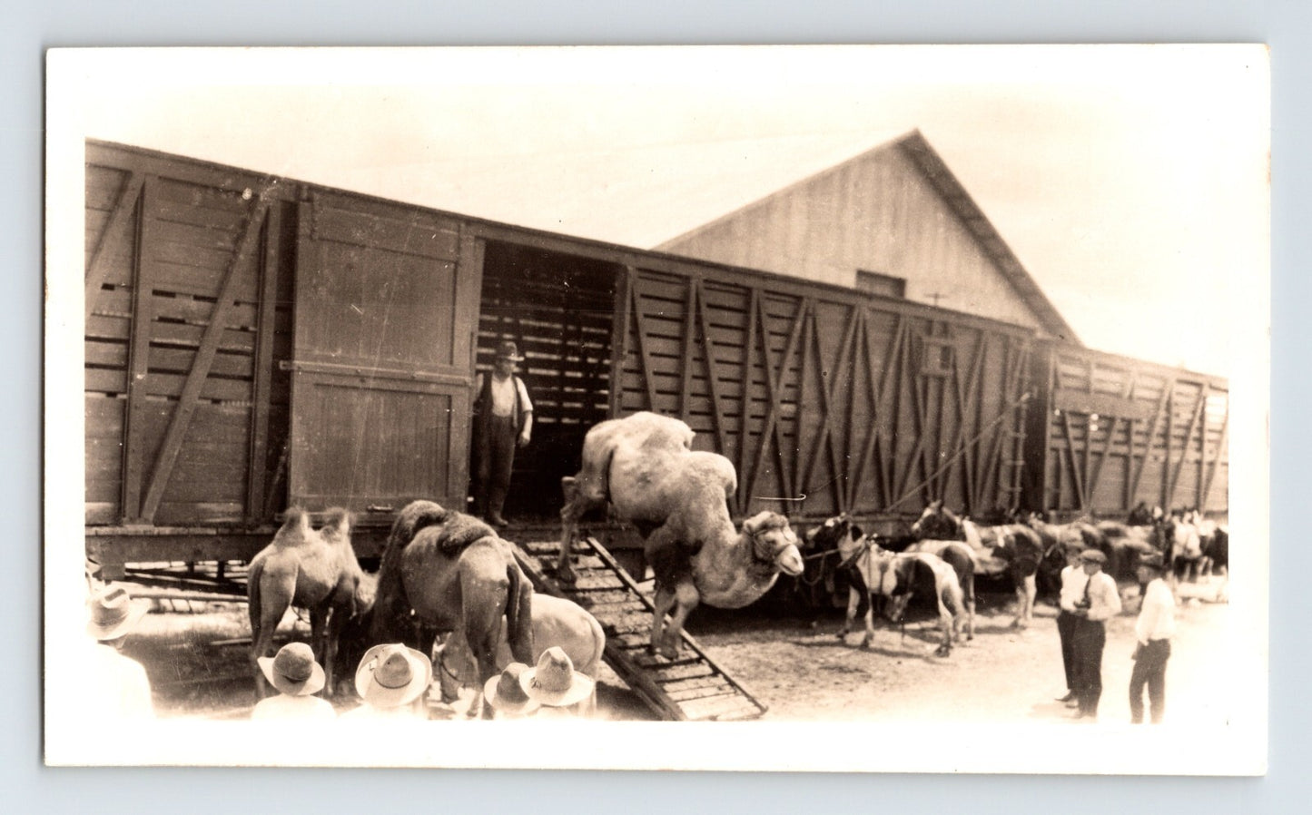 Gentry Bros Circus 1922 photo unloading camels and horses from wooden stock railcars