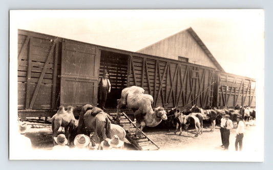 Gentry Bros Circus 1922 photo unloading camels and horses from wooden stock railcars