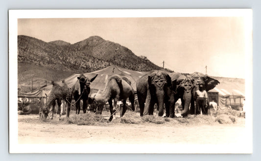 Gentry Bros Circus 1922 elephants camels feeding time big top tents animal line vintage photo