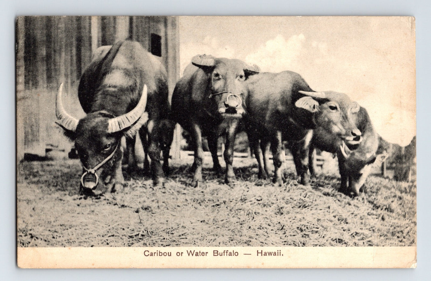 Honolulu Hawaii Water Buffalo Caribou 1911 Postcard Posted Divided Back