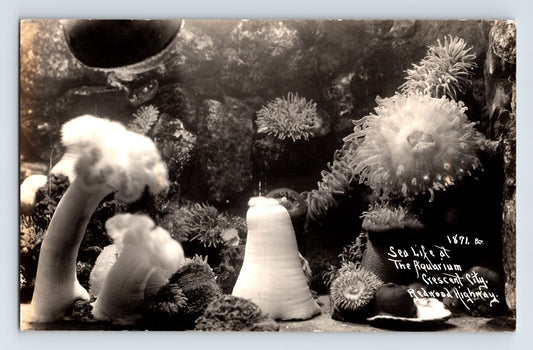 1940s Crescent City California aquarium sea life anemones marine display real photo postcard archival image