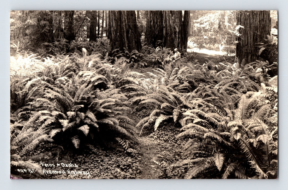 Redwood Highway California forest ferns redwood trees path 1930s RPPC postcard