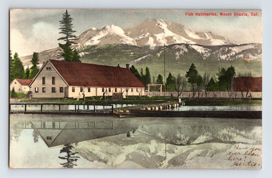 Mount Shasta California Fish Hatchery 1907 Postcard Posted Divided Back