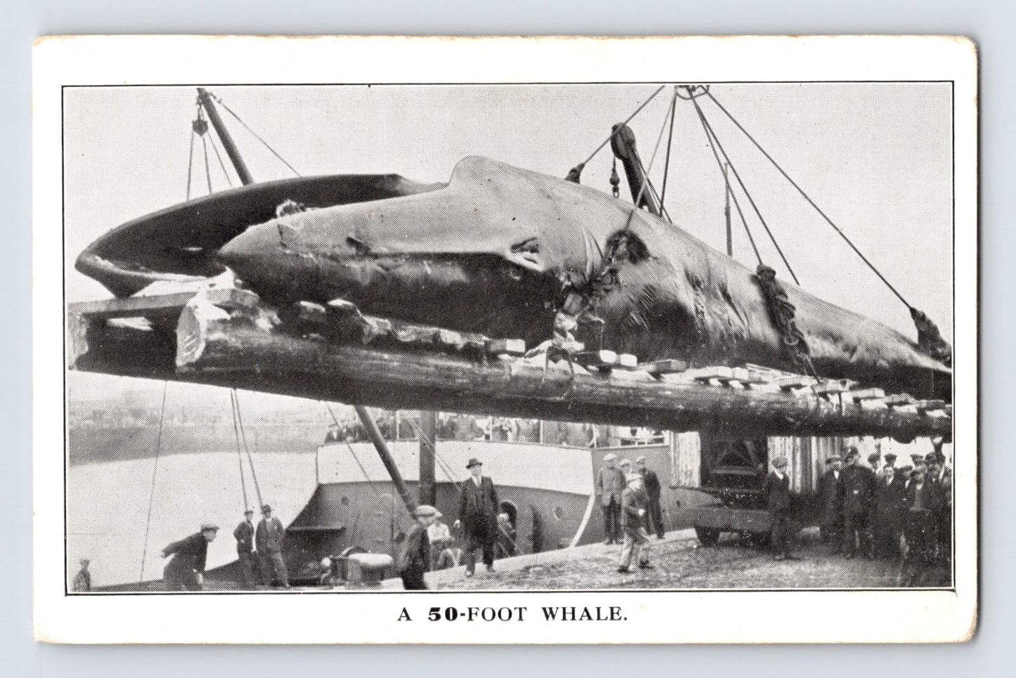 50 foot whale hoisted by crane at dock Arctic Circle Norway whaling scene with crowd and ship alongside