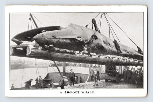 50 foot whale hoisted by crane at dock Arctic Circle Norway whaling scene with crowd and ship alongside