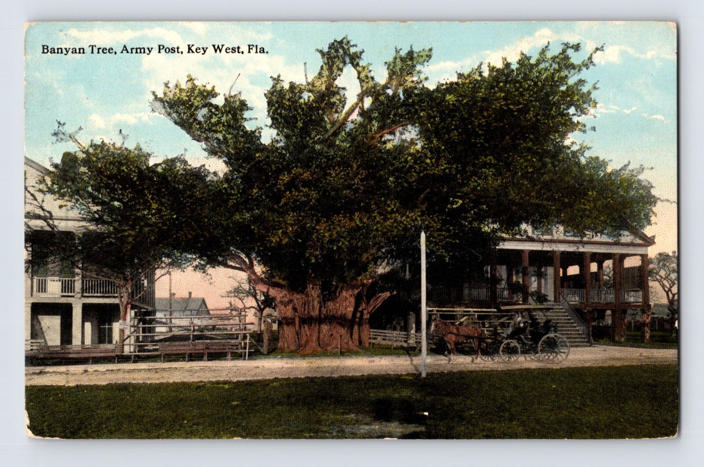 Key West Florida army post banyan tree horse carriage 1917 divided back postcard