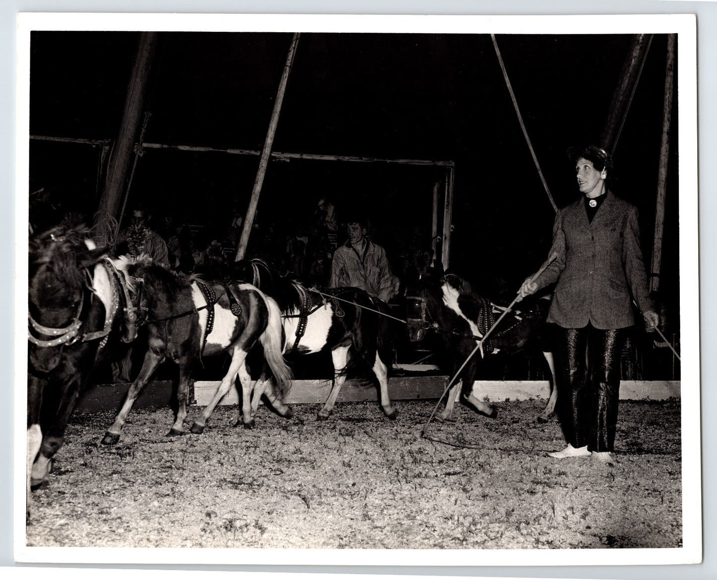 Circus ring scene with female horse trainer leading small spotted ponies under tent lights 1960s 8 x 10 photo