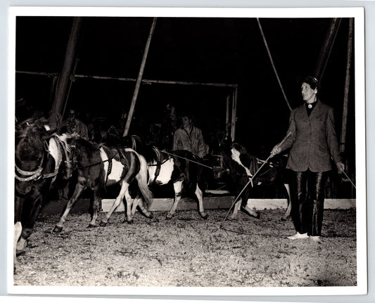Circus ring scene with female horse trainer leading small spotted ponies under tent lights 1960s 8 x 10 photo