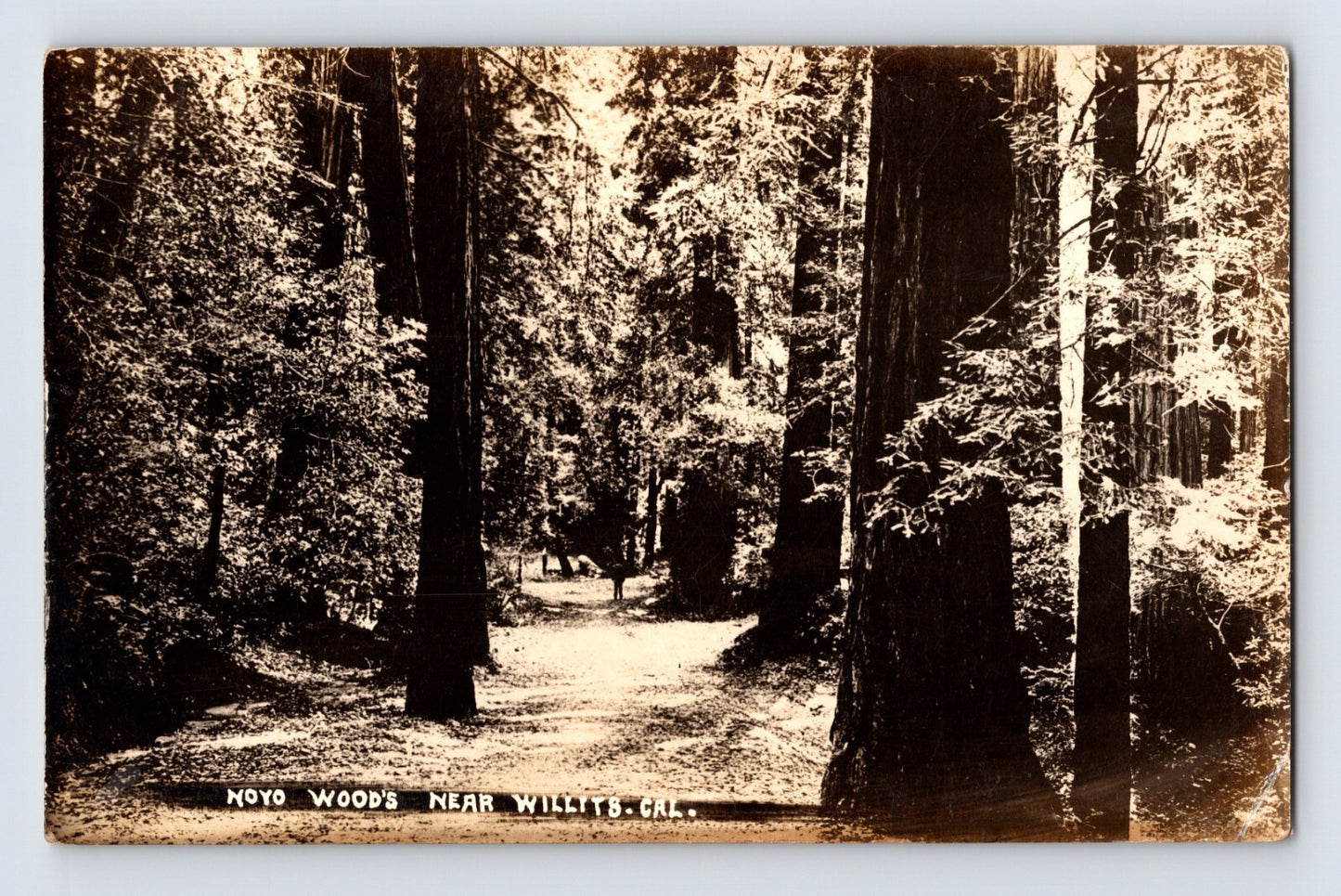 Willits California Noyo Woods redwood forest path towering trees RPPC postcard
