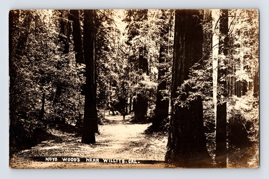 Willits California Noyo Woods redwood forest path towering trees RPPC postcard