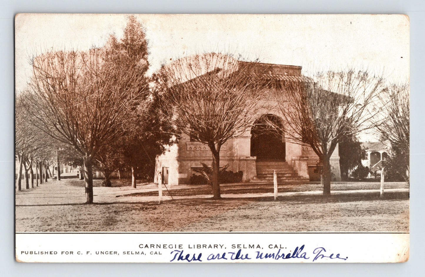 Selma California Carnegie Library building umbrella trees 1908 postcard