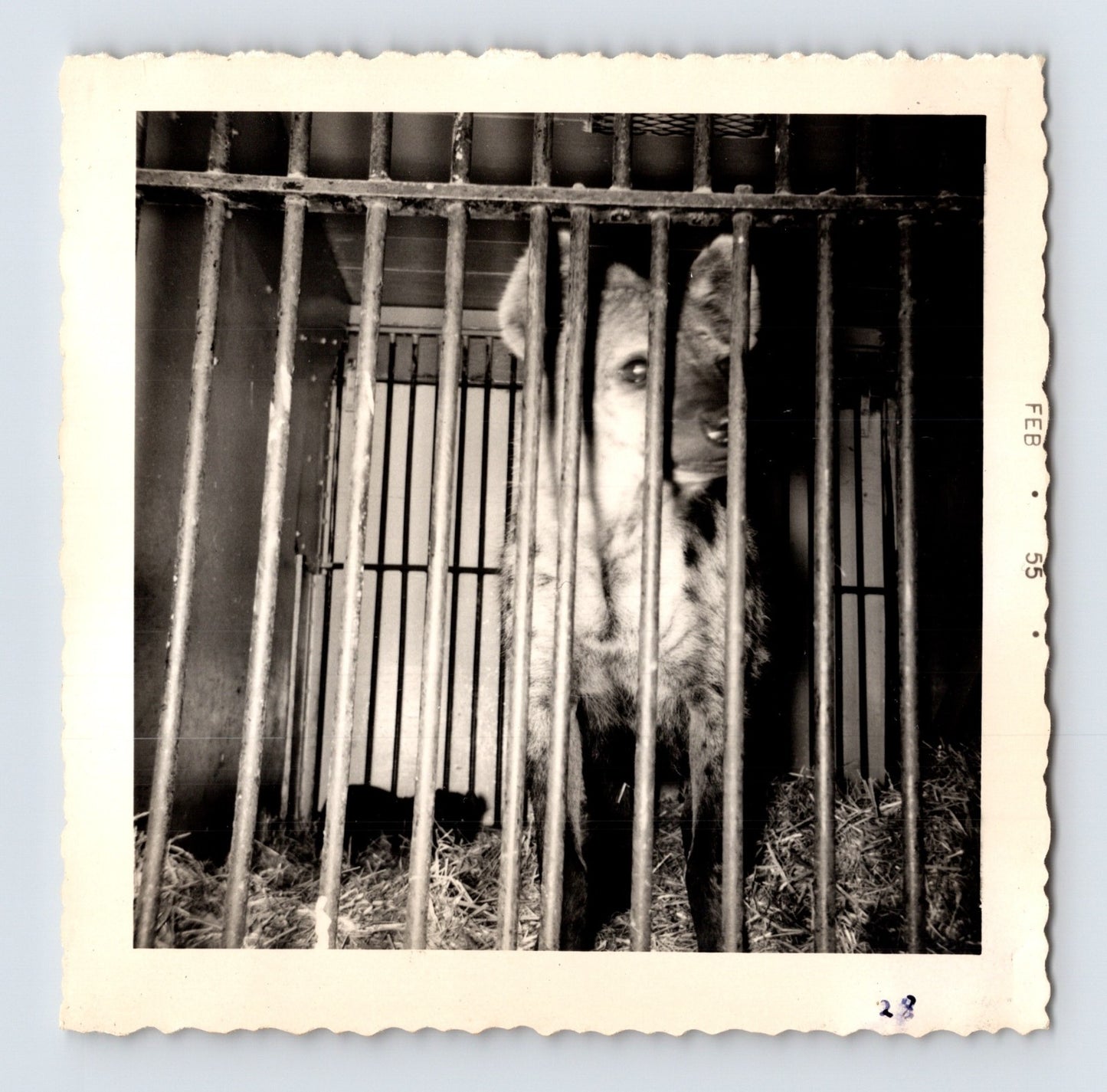 King Bros Circus hyena in barred cage winter quarters February 1955 photo