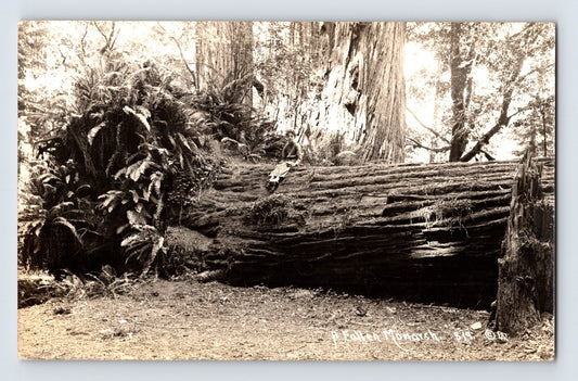 Sepia-tone real photo postcard showing a massive fallen redwood tree along the Redwood Highway in California with a woman posed on the trunk for scale.