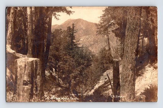 Mt Wilson California Snowberry Peak 1910 RPPC postcard showing mountain view framed by trees and forested slope