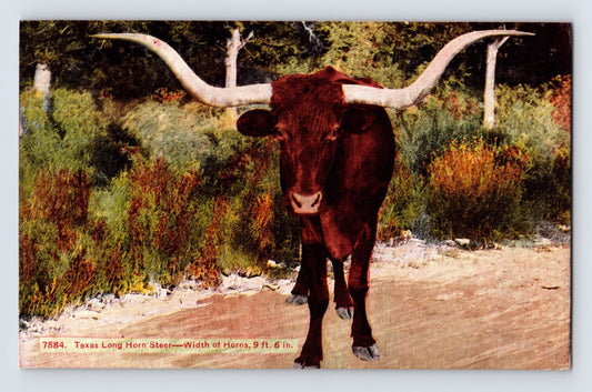 Houston Texas Long Horn Steer 1910s Postcard Posted Divided Back