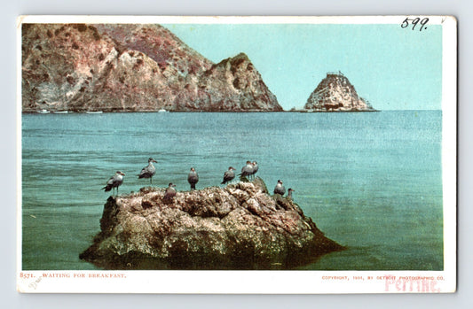 Morro Bay California Rock Sea Gulls Pre-1907 Postcard Unposted Undivided Back