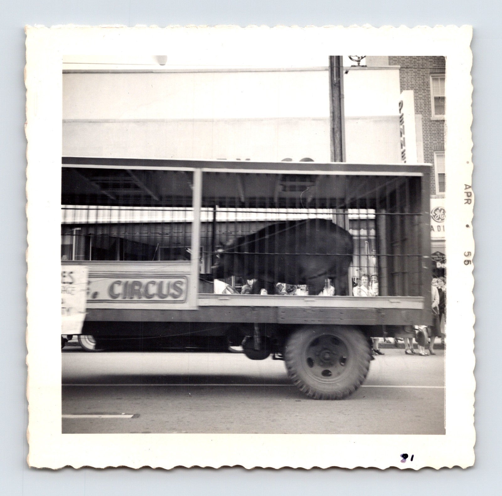 1955 Cole Bros Circus hippopotamus cage wagon snapshot photograph moving through downtown Decatur GA during a circus parade
