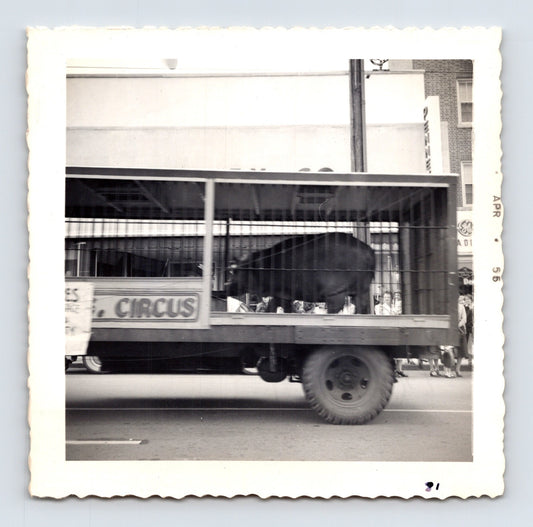 1955 Cole Bros Circus hippopotamus cage wagon snapshot photograph moving through downtown Decatur GA during a circus parade