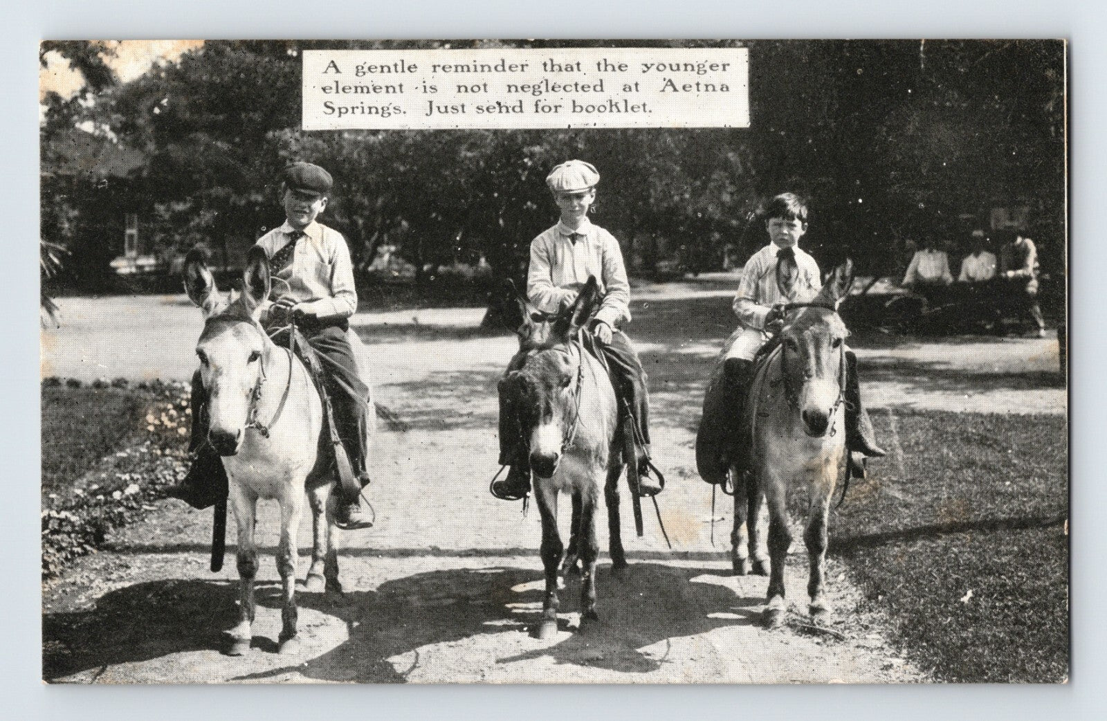 Children riding mules at Aetna Springs resort Napa County California early postcard scene