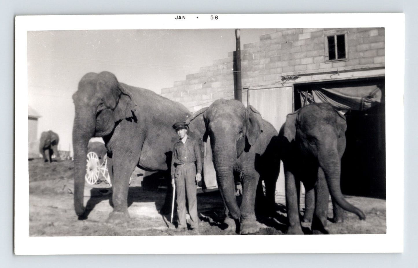 Cole Walter Circus elephants with trainer beside stable building black and white 1950s photograph