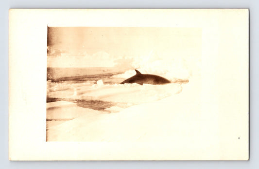 Whaling Whale In Ice 1910s RPPC Postcard Unposted Divided Back AZO