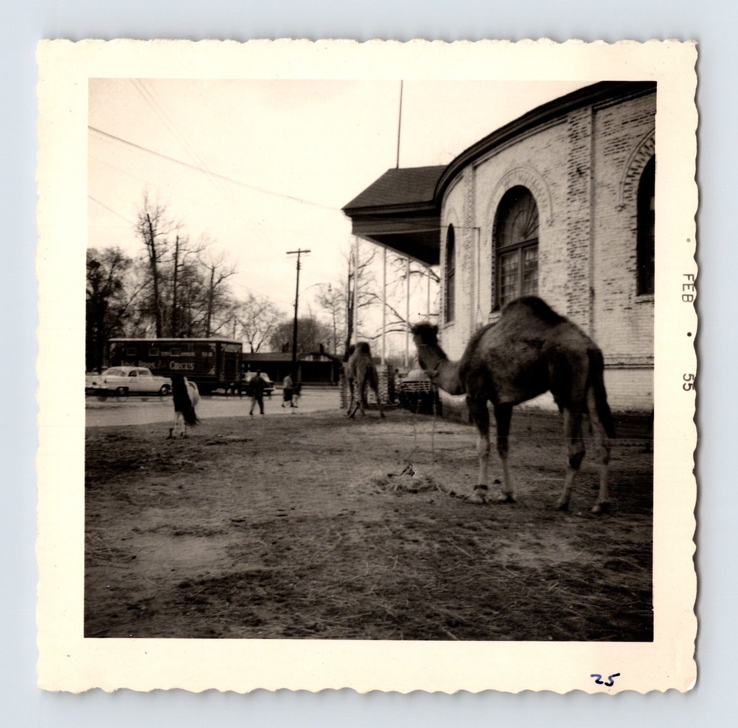 King Bros Circus camels beside domed circus arena building February 1955 photo
