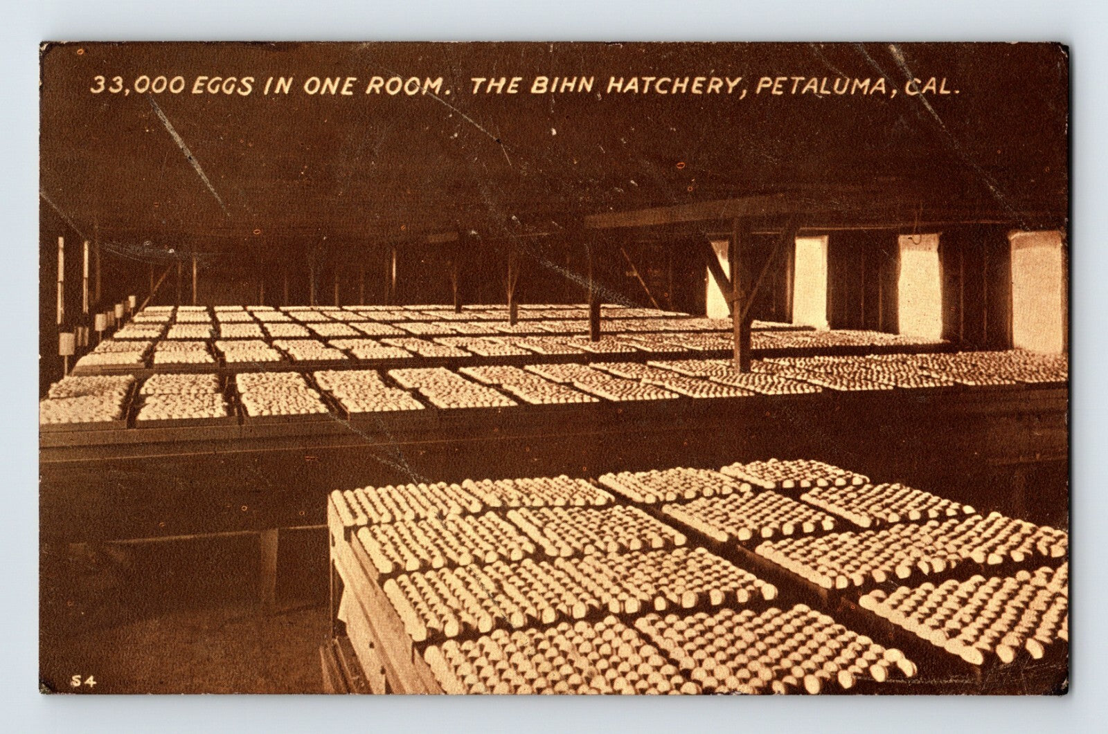Petaluma California Bihn Hatchery 33,000 eggs in one room 1910s postcard showing large-scale poultry incubation operation