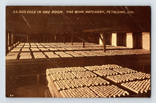 Petaluma California Bihn Hatchery 33,000 eggs in one room 1910s postcard showing large-scale poultry incubation operation