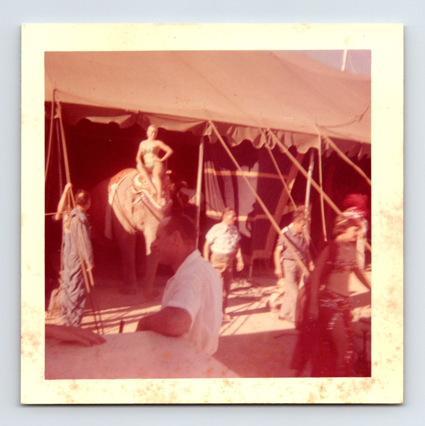 Cristiani Brothers Circus 1960s Photo Elephant Tent Interior 3.5 x 3.5