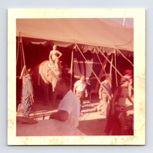 Cristiani Brothers Circus 1960s Photo Elephant Tent Interior 3.5 x 3.5
