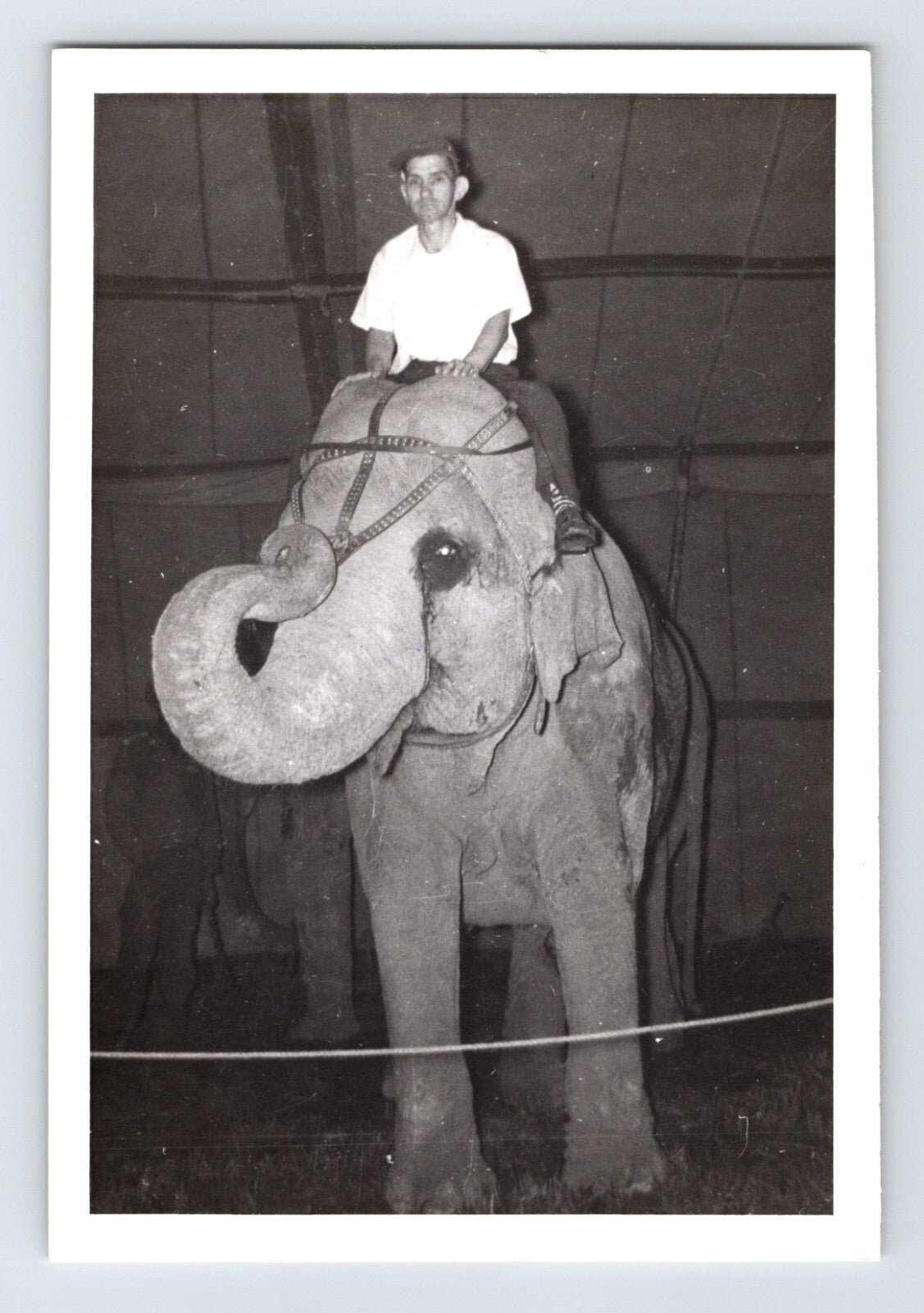 Kelly Miller Circus 1956 photo elephant trainer Homer Walton handling elephants training scene