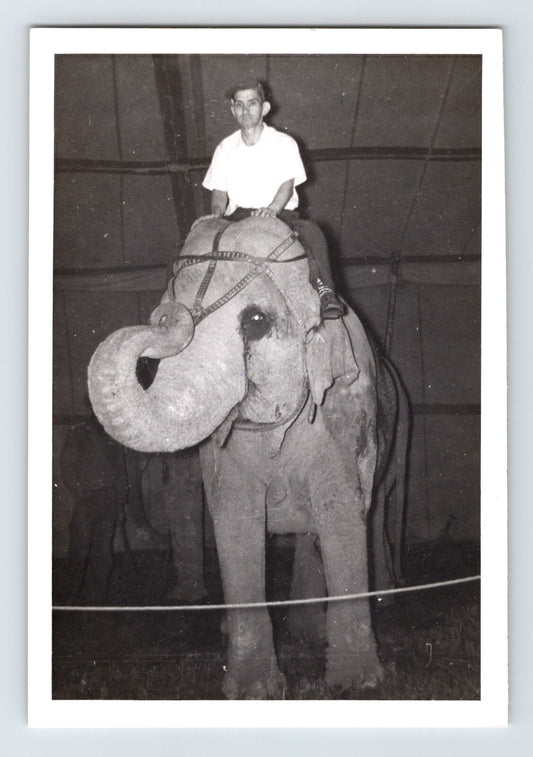 Kelly Miller Circus 1956 photo elephant trainer Homer Walton handling elephants training scene