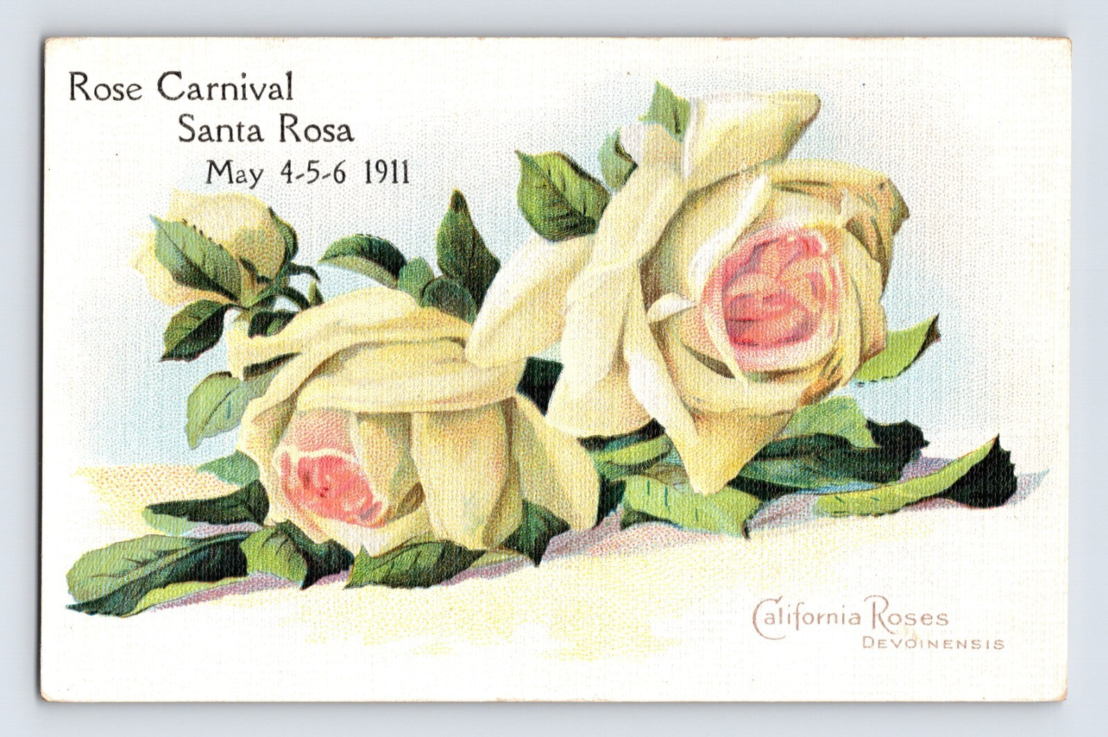 Rose Carnival Santa Rosa California 1911 postcard showing California Roses Devoinensis variety with cream and pink blossoms