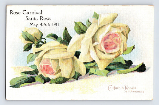 Rose Carnival Santa Rosa California 1911 postcard showing California Roses Devoinensis variety with cream and pink blossoms