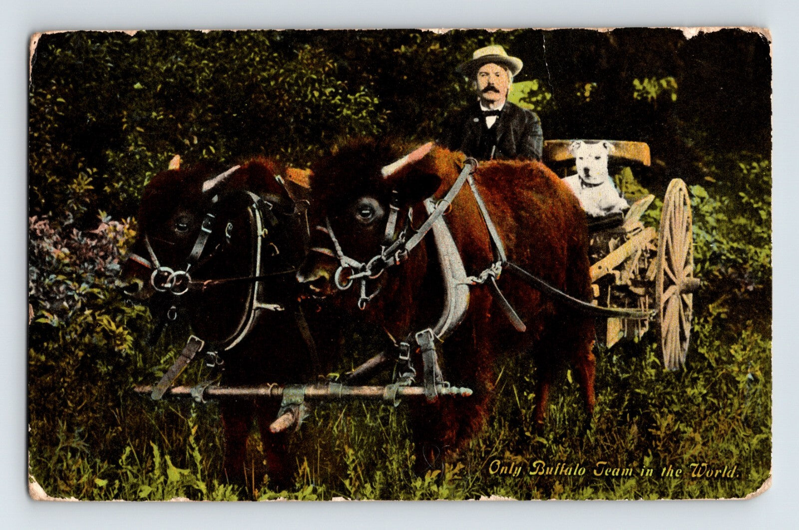 buffalo team wagon farmer dog Caton South Dakota novelty divided back postcard