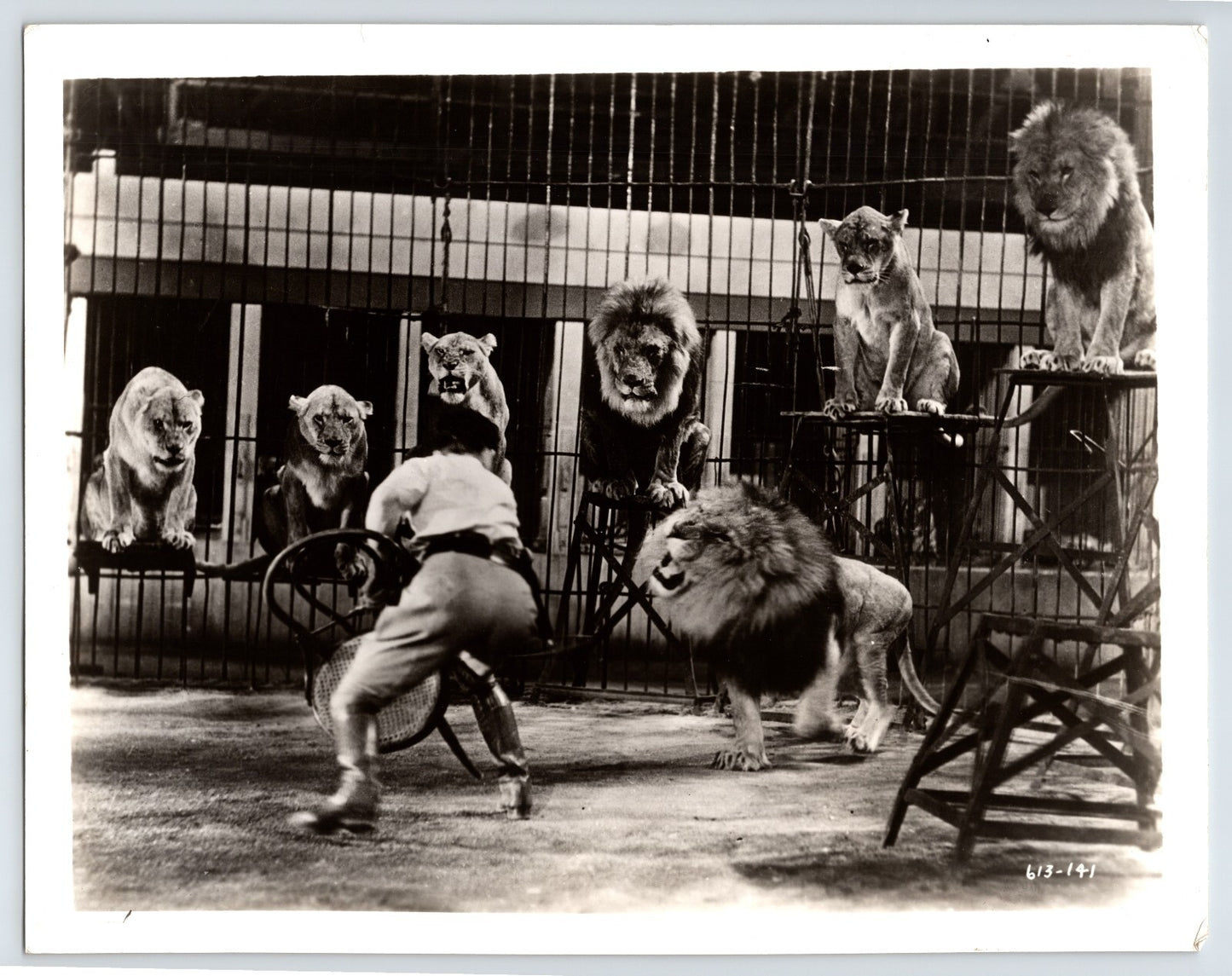 Vintage photograph of Clyde Beatty circus lion tamer inside cage with multiple lions on pedestals, dramatic big cat training scene, 1950s