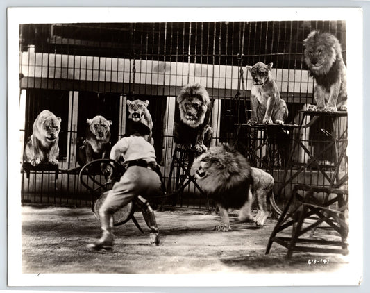 Vintage photograph of Clyde Beatty circus lion tamer inside cage with multiple lions on pedestals, dramatic big cat training scene, 1950s