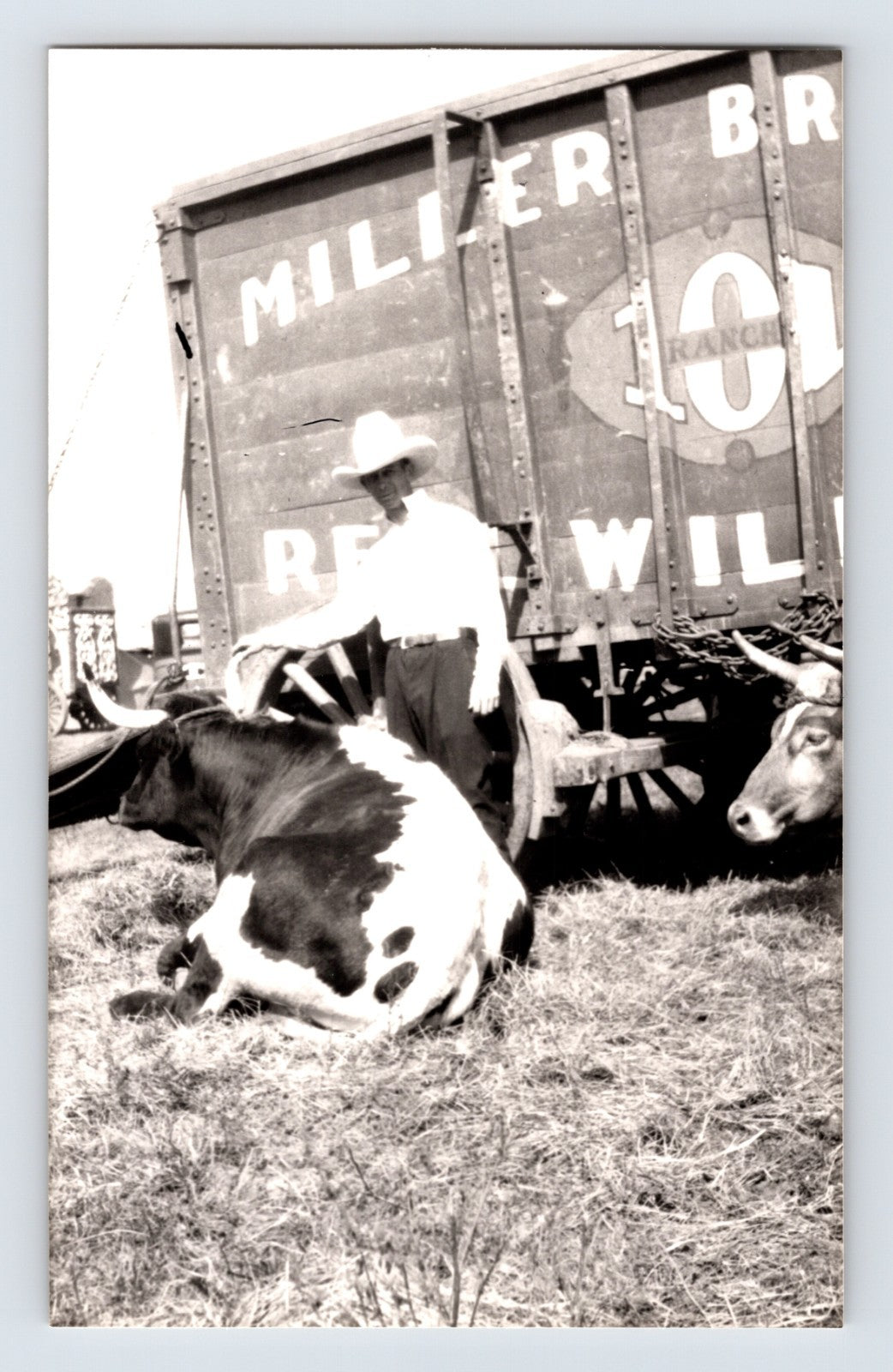 Miller Bros 101 Ranch Wild West circus cowboy with bull beside ranch wagon