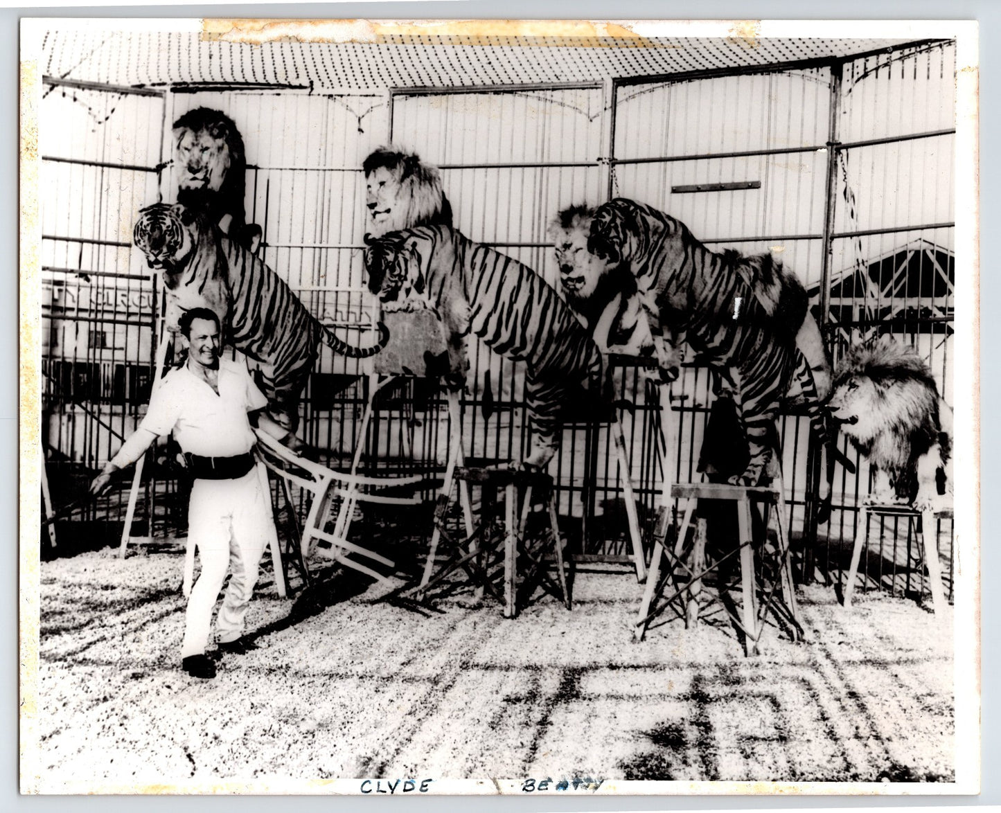 Vintage Photo Clyde Beatty Circus 1950s Taming Lions Tigers 8" x 10"