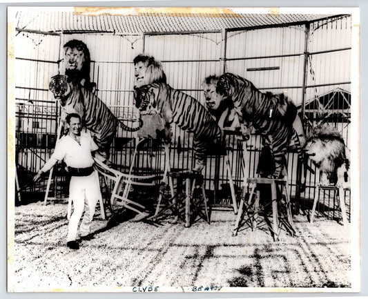 Vintage Photo Clyde Beatty Circus 1950s Taming Lions Tigers 8" x 10"