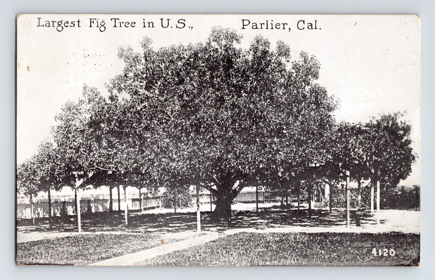 Parlier California Largest Fig Tree 1922 Postcard Posted Divided Back