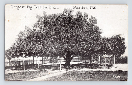 Parlier California Largest Fig Tree 1922 Postcard Posted Divided Back