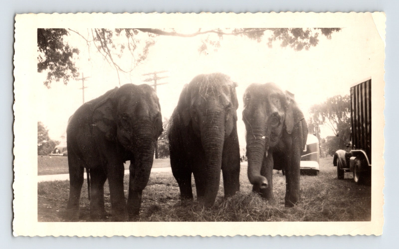 Hunt Brothers Circus 1948 elephants bull elephants circus lot photograph