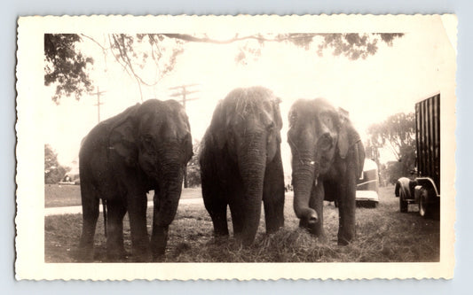 Hunt Brothers Circus 1948 elephants bull elephants circus lot photograph